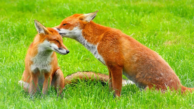 Chris Skidmore: Protect Our Foxes!